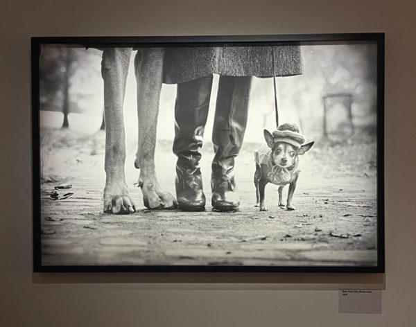 elliott-erwitt-dogs